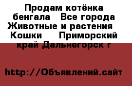 Продам котёнка бенгала - Все города Животные и растения » Кошки   . Приморский край,Дальнегорск г.